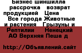 Бизнес шиншилла, рассрочка - возврат продукцией › Цена ­ 4 500 - Все города Животные и растения » Грызуны и Рептилии   . Ненецкий АО,Верхняя Пеша д.